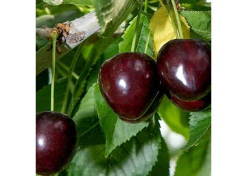 Prunus avium Vera / Vera cseresznye 