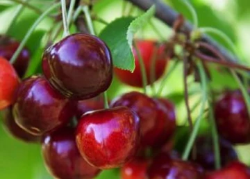 Prunus cerasus Erika / Erika meggy