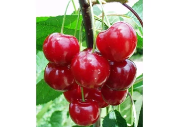 Prunus cerasus Favorit / Favorit meggy