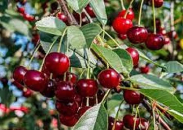 Prunus cerasus Jade / Jade meggy