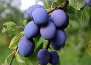 Prunus domestica Monfort / Monfort szilva 