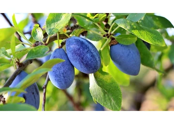 Prunus domestica Valjevka / Valjevka szilva