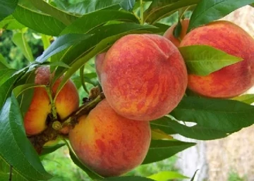 Prunus persica Aranycsillag / Aranycsillag őszibarack