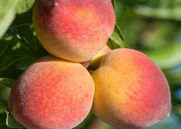 Prunus persica Vesuvio / Vesuvio (gumibarack) őszibarack