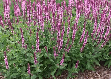 Salvia nemorosa Caradonna Pink / Ligeti Zsálya rózsaszín virágú
