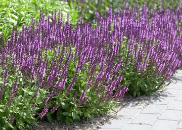 Salvia nemorosa / Ligeti zsálya