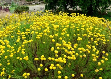 Santolina viridis / Sárga virágú cipruska