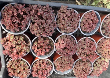 Sedum sunsparkler Lime Zinger / Varjúháj