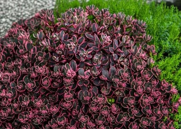 Sedum Sunsparkler Dream Dazzler / Tarka varjúháj