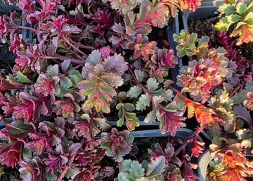 Sedum spurium Dragon's Blood / Varjúháj