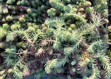 Sedum Reflexum Blue Spruce / Varjúháj