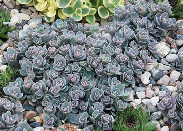 Sedum Sunsparkler Blue Elf / Varjúháj