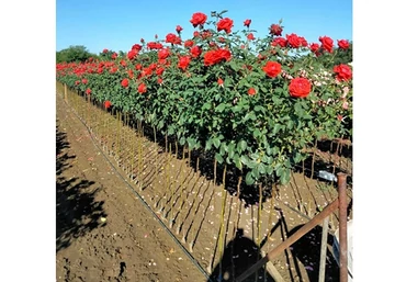 Magastörzsű rózsa  Vérvörös / Sofia