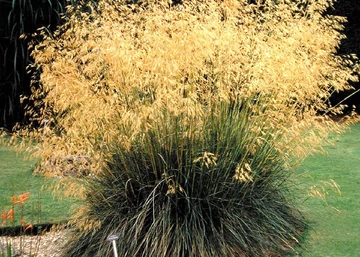 Stipa gigantea / Óriás árvalányha
