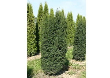 Taxus Baccata Overeynderi / Oszlopos Tiszafa