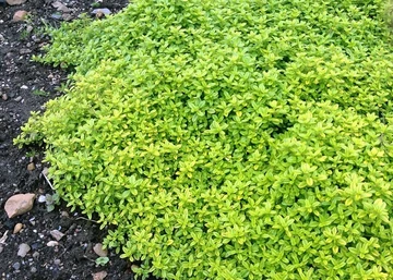 Thymus citriodorus 'Aureus' / Aranytarka citromillatú kakukkfű