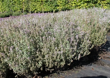 Thymus citriodorus 'Silver Queen' / Fehértarka citromillatú kakukkfű