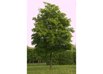 Tilia americana nova / Amerikai hárs