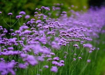 Verbena bonariensis / Ernyős verbéna