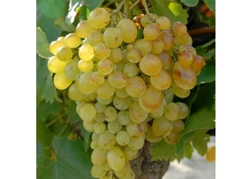 Vitis vinifera Viktória / Viktória fehér csemegeszőlő