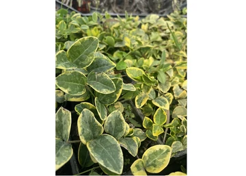 Vinca minor aureovariegata / Kis meténg sárgás szegélyű