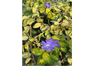 Vinca minor variegated golden / Arany tarka meténg