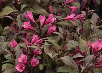 Weigela Florida nana Purpurea / Alacsony, bordó levelű rózsalonc