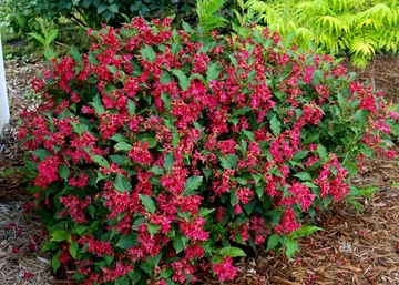 Weigela Red Prince / Rózsalonc piros virágú