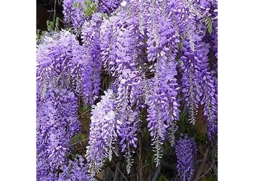 Wisteria Sinensis Prolific / Kínai Lilaakác