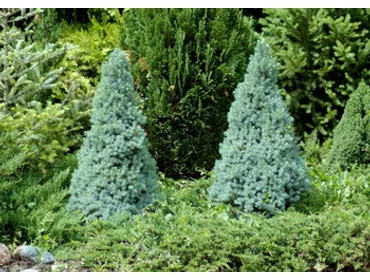 Tuják, Ciprusok, Fenyők