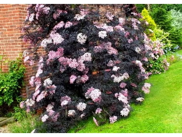 Lombhullató növények