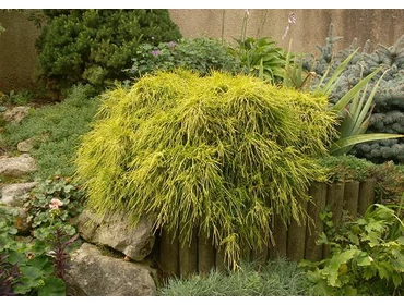 Örökzöld növények