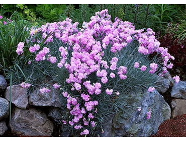 Sziklakerti növények