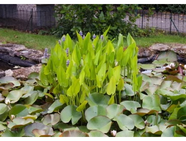 Tavi- és vízinövények