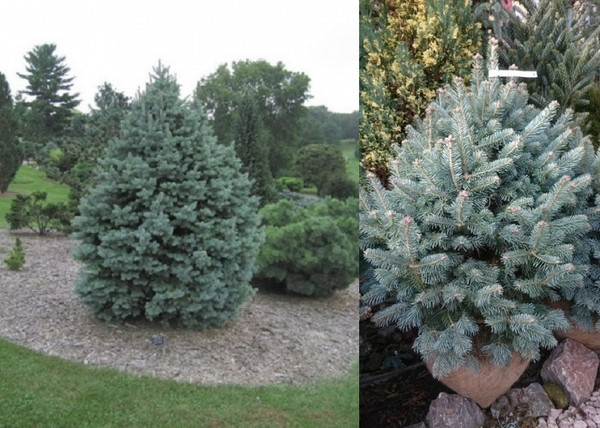 Abies lasiocarpa Glauca Compacta / Törpe jegenyefenyő