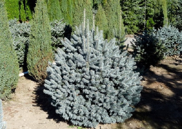 Abies lasiocarpa Glauca Compacta / Törpe jegenyefenyő
