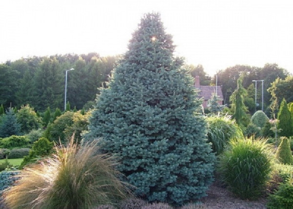 Abies lasiocarpa Glauca Compacta / Törpe jegenyefenyő