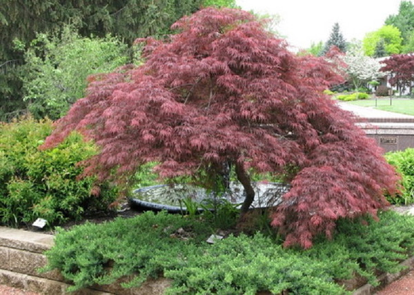 Acer Palmatum dissectum Garnet / Vörös szeldelt levelű Japán juhar Acer Palmatum dissectum Garnet / Vörös szeldelt levelű Japán juhar