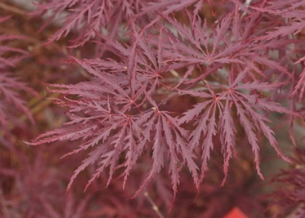 Acer Palmatum dissectum Garnet / Vörös szeldelt levelű Japán juhar Acer Palmatum dissectum Garnet / Vörös szeldelt levelű Japán juhar