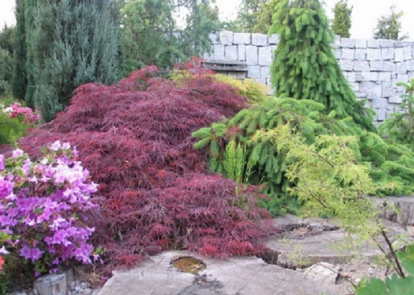 Acer Palmatum dissectum Garnet / Vörös szeldelt levelű Japán juhar Acer Palmatum dissectum Garnet / Vörös szeldelt levelű Japán juhar