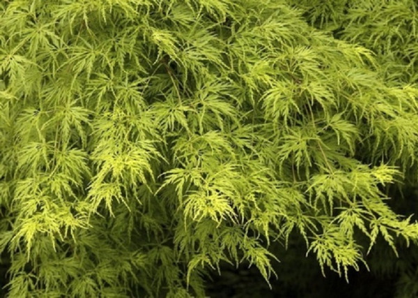 Acer Palmatum dissectum Seiryu / Zöld szeldelt levelű Japán juhar Acer Palmatum dissectum Seiryu / Zöld szeldelt levelű Japán juhar