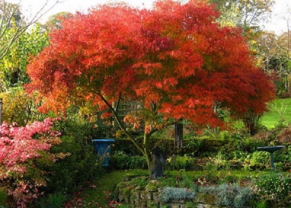 Acer Palmatum dissectum Seiryu / Zöld szeldelt levelű Japán juhar Acer Palmatum dissectum Seiryu / Zöld szeldelt levelű Japán juhar