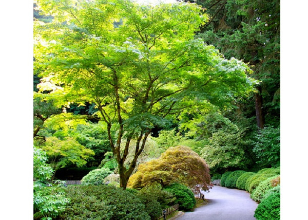 Acer Palmatum dissectum Seiryu / Zöld szeldelt levelű Japán juhar Acer Palmatum dissectum Seiryu / Zöld szeldelt levelű Japán juhar