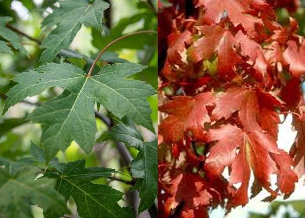 Acer freemanii Autumn Blaze / Őszi tűzjuhar