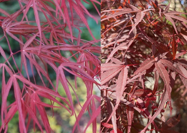 Acer palmatum Atrolineare / Lilásvörös levelű Japán juhar
