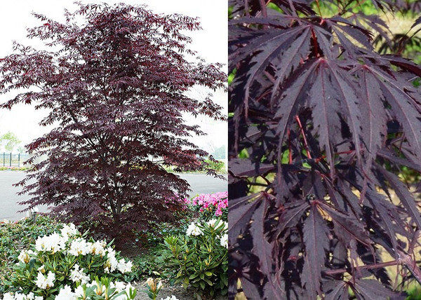 Acer Palmatum Black Lace / Szeldelt levelű japán juhar