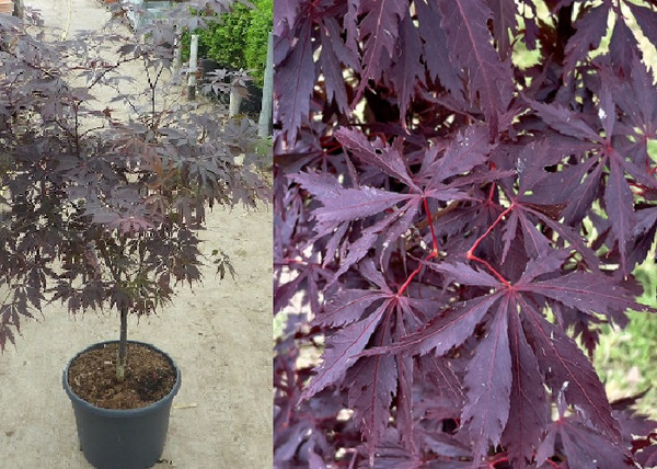 Acer Palmatum Black Lace / Szeldelt levelű japán juhar
