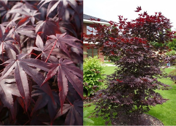 Acer palmatum Bloodgood / Bordó levelű japán juhar Acer palmatum Bloodgood / Bordó levelű japán juhar
