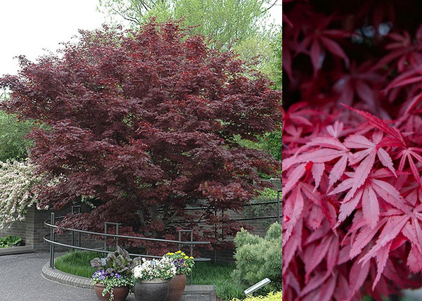 Acer palmatum Bloodgood / Bordó levelű japán juhar Acer palmatum Bloodgood / Bordó levelű japán juhar