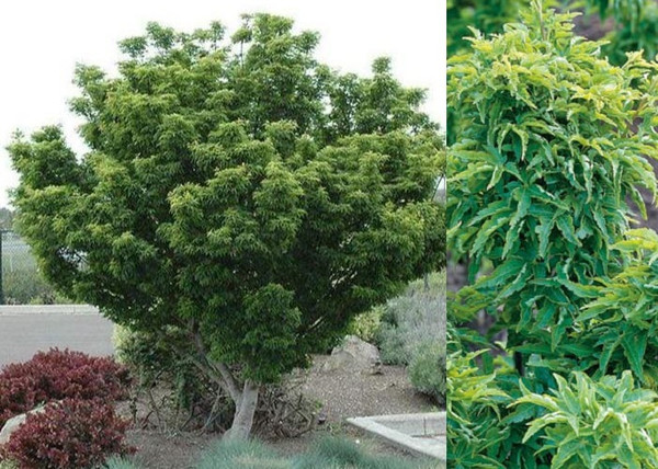 Acer palmatum Crispifolium / Törpe japán juhar